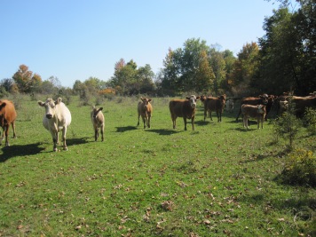 Beef cattle grazing