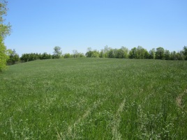 Field #4 in spring