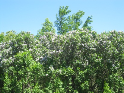 A massive lilac bush