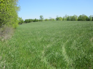 Field #4 in early spring