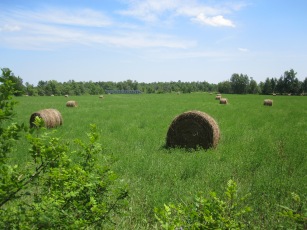 Hay bales drying in the summer sun