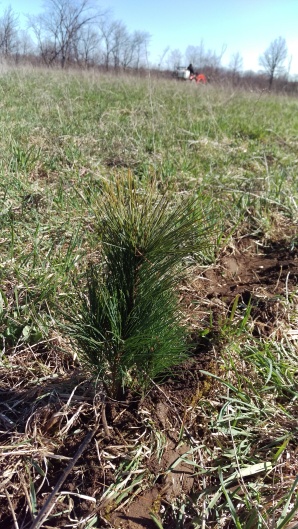 The first white pine sapling planted