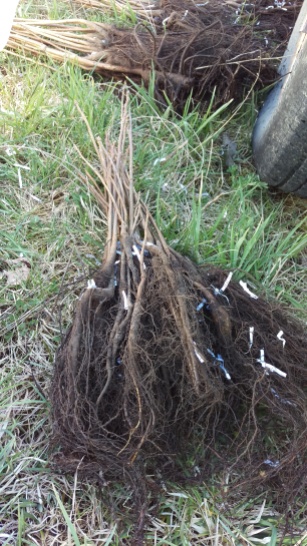 You can see the extensive root system of the black walnut saplings