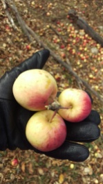 Still finding apples at the farm