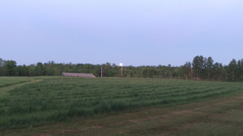 Evening at the farm